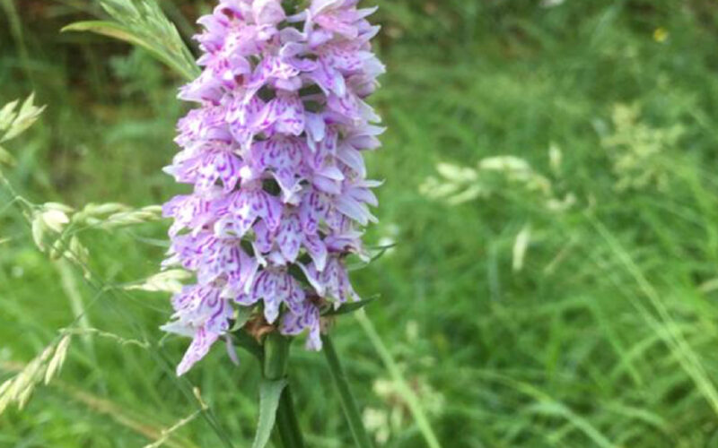 Dactylorhiza maculate