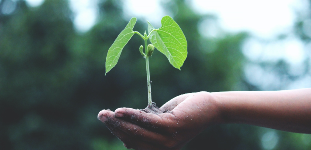 Hand holding new plant growth